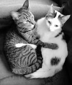 2 hele lieve katten, Dieren en Toebehoren, Poes