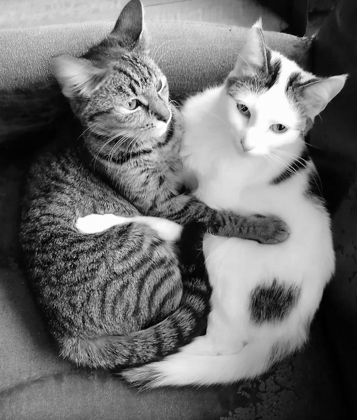 2 hele lieve katten, Dieren en Toebehoren, Katten en Kittens | Overige Katten, Poes