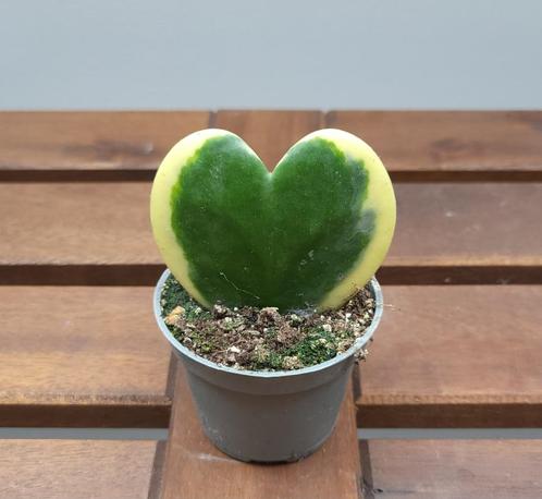 Hoya Kerrii variegata | Ø6cm H10cm, Huis en Inrichting, Kamerplanten, Overige soorten, Minder dan 100 cm, Ophalen of Verzenden