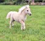 Zeer mooi lief en mensgericht nsps palomino veulen, Dieren en Toebehoren, Niet van toepassing, 0 tot 2 jaar, Hengst, A pony (tot 1.17m)
