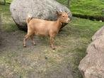 Lieve geitjes te koop (nog twee beschikbaar), Vrouwelijk, Geit