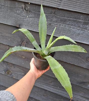 Agave Americana  beschikbaar voor biedingen