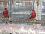 te koop een koppel jonge rode penanten, Dieren en Toebehoren, Vogels | Parkieten en Papegaaien, Meerdere dieren, Parkiet