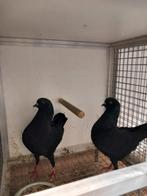 Mooie kweekkoppels duitse modena.s, Dieren en Toebehoren, Vogels | Duiven, Meerdere dieren, Overige soorten