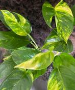 Epipremnum Pinnatum Cintho Goldfinger #4, Overige soorten, Minder dan 100 cm, Groene kamerplant, Halfschaduw