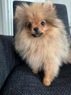 Pomeriaan Teefjes Pups, Overige rassen, Teef, Eén hond, Nederland