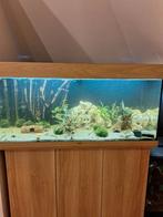 Aquarium decoratie, Dieren en Toebehoren, Vissen | Aquaria en Toebehoren, Ophalen, Zo goed als nieuw, Plant(en), Steen of Hout
