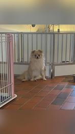 Lieve joy is opzoek naar een gouden mandje, België, Particulier, Rabiës (hondsdolheid), Overige rassen