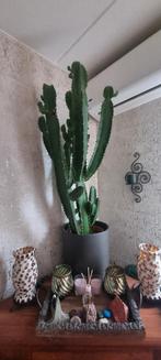 Mooi groot echte Cactus  in de pot., Ophalen, 100 tot 150 cm, Halfschaduw, Groene kamerplant