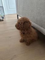 Toy Poedel pup 10 weken, Dieren en Toebehoren, Poedel, 8 tot 15 weken, Teef, Eén hond