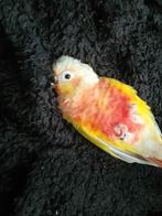 Pyrrhura pop (vrouw) GEZOCHT, Dieren en Toebehoren, Vrouwelijk, Parkiet, Geringd