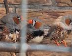 Hele mooie Zebra vinken, Dieren en Toebehoren, Vogels | Overige Vogels, Meerdere dieren
