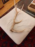 Mooi Gewei, Ophalen of Verzenden, Gebruikt, Hert, Gewei of Kop