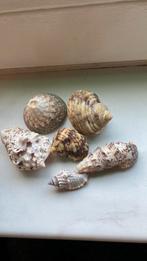 Mooie schelpen, Verzamelen, Ophalen, Schelp(en)
