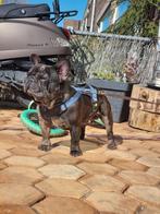 Franse bulldog dekreu, Dieren en Toebehoren, Honden | Dekreuen, Rabiës (hondsdolheid), 3 tot 5 jaar, Reu, Nederland