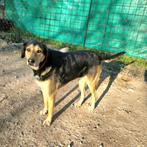GaGa Animal Care - YENTIL (in een gastgezin in Heerhugowaard, Dieren en Toebehoren, Particulier, Rabiës (hondsdolheid), Buitenland