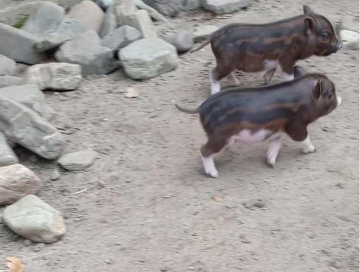 Schattige Mini Biggetjes, Dieren en Toebehoren, Schapen, Geiten en Varkens, Varken, Meerdere dieren, 0 tot 2 jaar