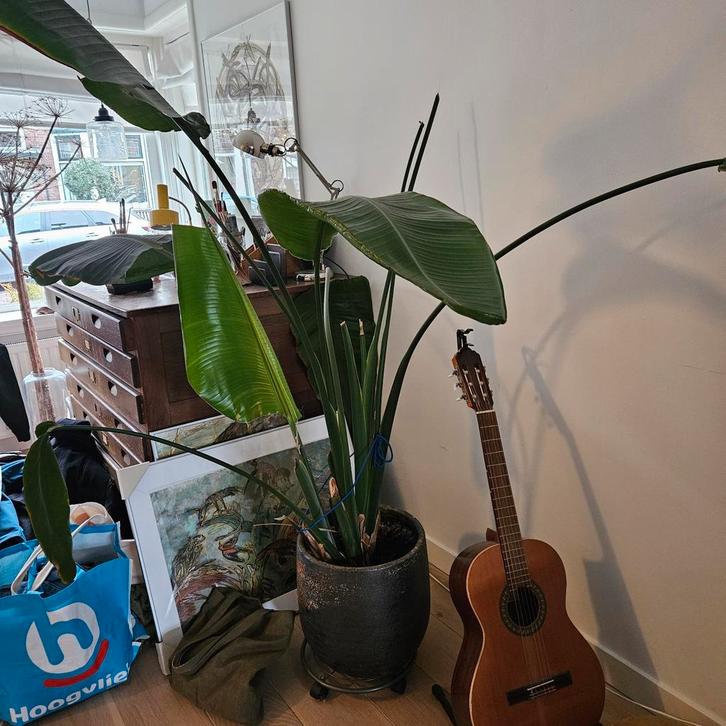 Grote kamerplant - Strelitzia Nicolai, Huis en Inrichting, Kamerplanten, 200 cm of meer, Halfschaduw, Ophalen of Verzenden