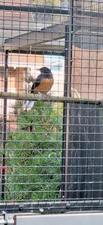 Schamalijsters, Dieren en Toebehoren, Vogels | Overige Vogels, Meerdere dieren, Geringd