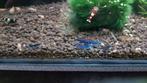 Garnalen Mix, Kreeft, Krab of Garnaal, Zoetwatervis, Schoolvis