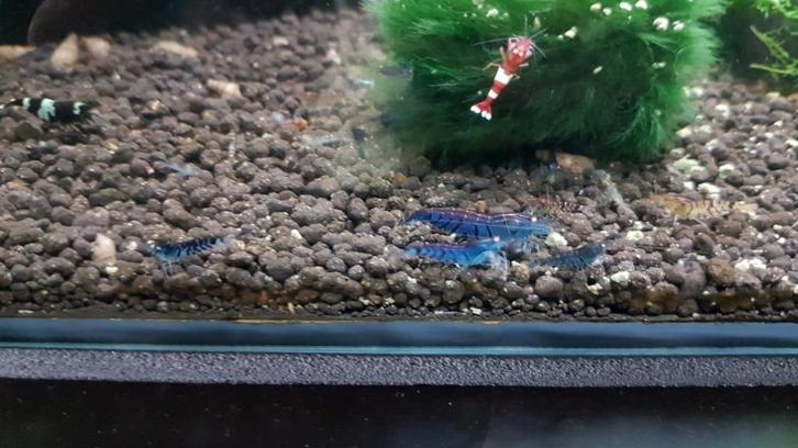 Garnalen Mix, Dieren en Toebehoren, Vissen | Aquariumvissen, Zoetwatervis, Kreeft, Krab of Garnaal, Schoolvis