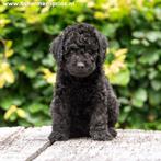 Zwarte medium Doodle reutjes Labradoodle X Sennendoodle, Dieren en Toebehoren, 8 tot 15 weken, Meerdere, Meerdere dieren, Middel