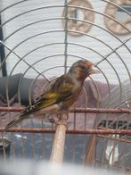 bastaard parva x kanarie, Dieren en Toebehoren, Vogels | Overige Vogels, Mannelijk, Wildzangvogel, Geringd