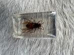 Diverse insecten in epoxy/ kunsthars, Dieren en Toebehoren, Overige soorten