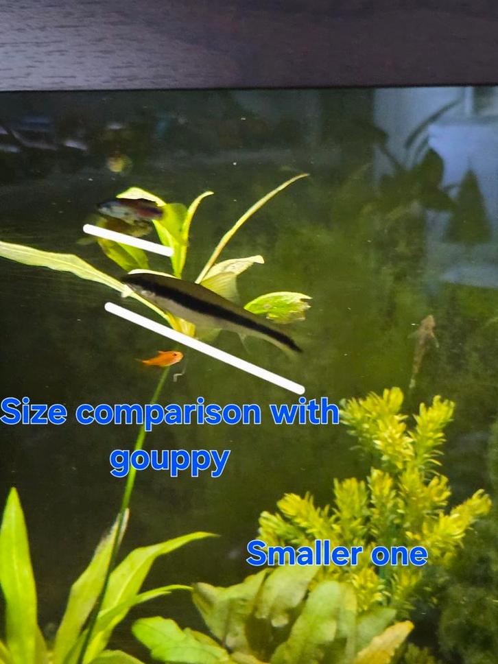 Siamese algeneter, Dieren en Toebehoren, Vissen | Aquaria en Toebehoren, Zo goed als nieuw, Plant(en), Steen of Hout, Ophalen