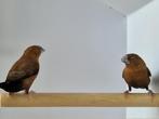 Zilverbekjes | Veel keuze tropische vogels, goed advies, Meerdere dieren, Kleurkanarie
