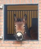Waarschuwing: deze merrie steelt je hart (en je borstels), Dieren en Toebehoren, Paarden, Merrie, Gechipt, 3 tot 6 jaar, 160 tot 165 cm