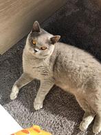 Britse korte haar, Dieren en Toebehoren, Katten en Kittens | Raskatten | Korthaar, Poes, Gechipt, 0 tot 2 jaar