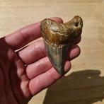 Parotodus benedeni tand, Ophalen of Verzenden, Fossiel