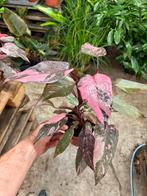Philodendron Pink Princess Marble - Zeldzaam!, Huis en Inrichting, Kamerplanten, Ophalen of Verzenden