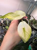 Alocasia longiloba variegata ghost, Ophalen of Verzenden