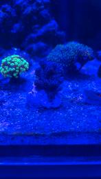 Stekje kenia boom, Vis, Zoutwatervis