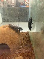 Gromphadorhina portentosa - sissende kakkerlak, Bijen