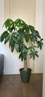 Money tree plant, Ophalen of Verzenden, Overige soorten, Minder dan 100 cm