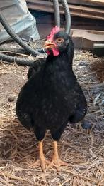 2 haantjes Barnevelder dubbelgezoomd goud, Dieren en Toebehoren, Pluimvee, Mannelijk, Kip