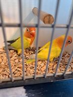 Agapornis Ficheri  Dilute, Dieren en Toebehoren, Vogels | Parkieten en Papegaaien, Meerdere dieren, Dwergpapegaai of Agapornis
