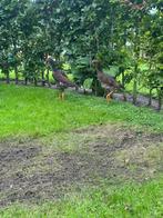 O sjamo kippen, Dieren en Toebehoren, Pluimvee, Meerdere dieren, Kip