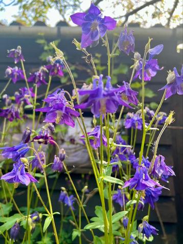 Akelei planten Kleur is een verrassing.Aquilegia vulgaris beschikbaar voor biedingen