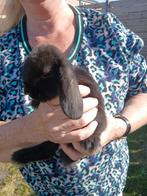 Dwerghangoor konijntjes, Dieren en Toebehoren, Konijnen, Meerdere dieren