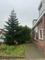 Gratis- kerstboom XXL, Tuin en Terras, Planten | Bomen, Ophalen, Volle zon, Overige soorten
