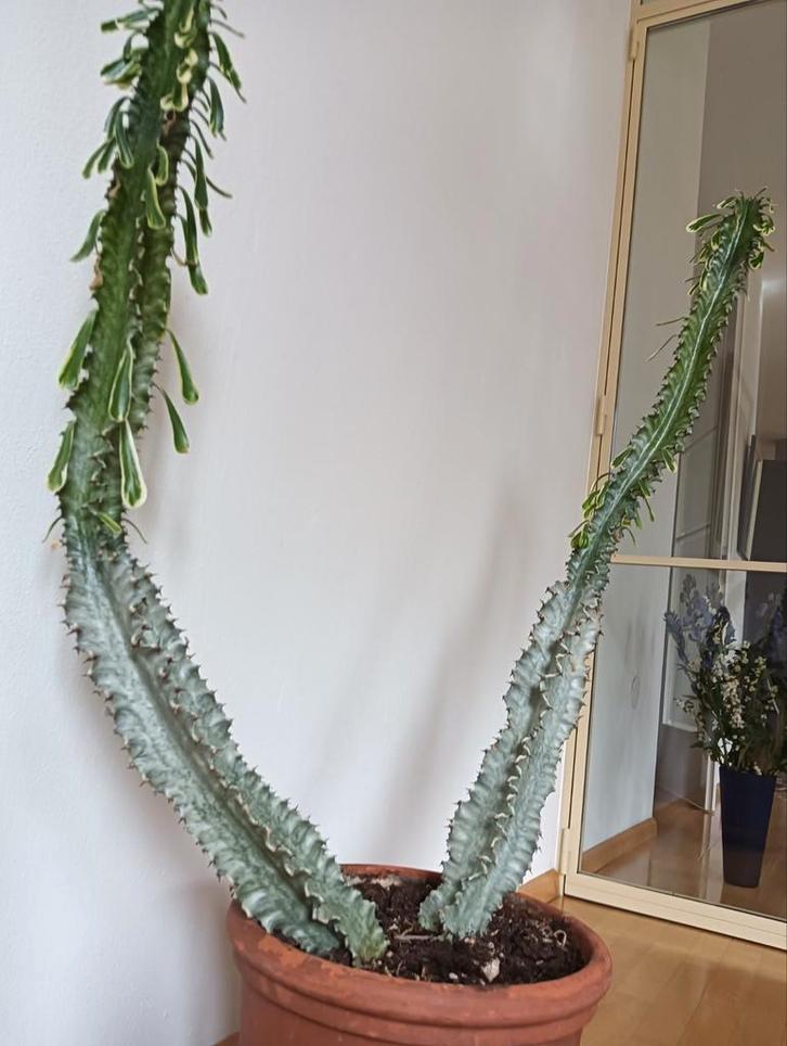 Euphorbia erythraeae variegata 110 cm hoog, Huis en Inrichting, Kamerplanten, Ficus, Minder dan 100 cm, Halfschaduw, Ophalen