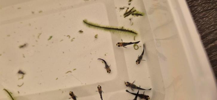 Molly vissen goud/ zwart (guppen), Dieren en Toebehoren, Vissen | Aquariumvissen, Vis