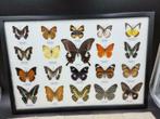 Vlinderlijst met 20 opgezette vlinders - Western Deco, Nieuw, Opgezet dier, Ophalen of Verzenden, Insect