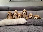 GERESERVEERD Prachtige Originele Engelse Cockerspaniël pups., Dieren en Toebehoren, Meerdere, Meerdere dieren, Spaniël, Nederland