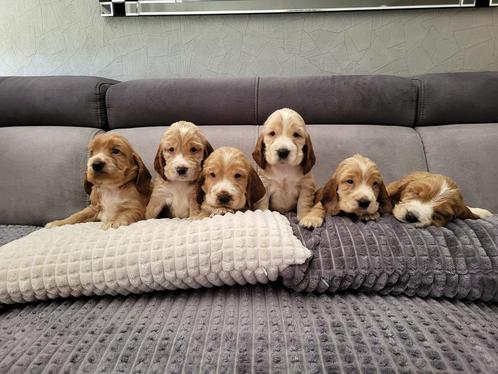 GERESERVEERD Prachtige Originele Engelse Cockerspaniël pups., Dieren en Toebehoren, Honden | Retrievers, Spaniëls en Waterhonden