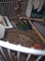 Agaponis   van bijna 4 maanden oud te koop, Dieren en Toebehoren, Vogels | Parkieten en Papegaaien, Geslacht onbekend, Dwergpapegaai of Agapornis